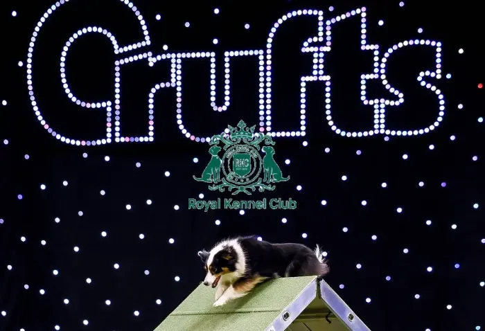 Framed Print : Crufts 2019 - Day Two, NEC, UK - 8 Mar 2019 Framed Print : Crufts 2019 - Day Two, NEC, UK - 8 Mar 2019