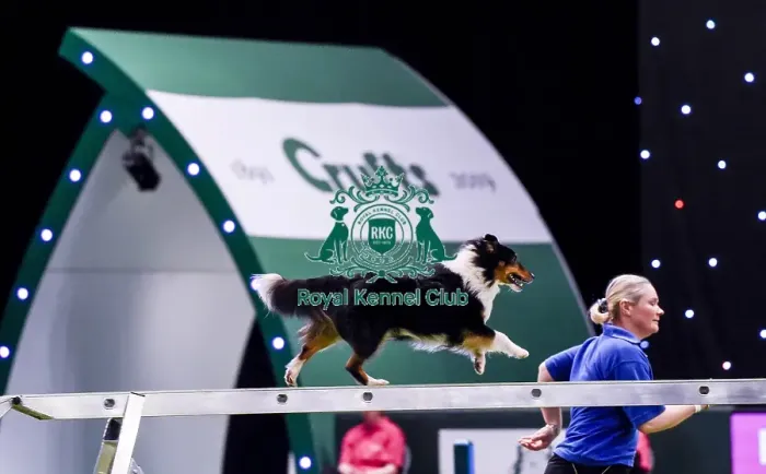 Framed Print : Crufts 2019 - Day Two, NEC, UK - 8 Mar 2019 Framed Print : Crufts 2019 - Day Two, NEC, UK - 8 Mar 2019