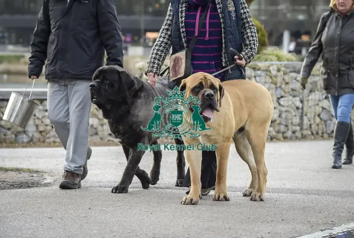 Framed Print : Crufts 2019 - Day Two, NEC, UK - 8 Mar 2019