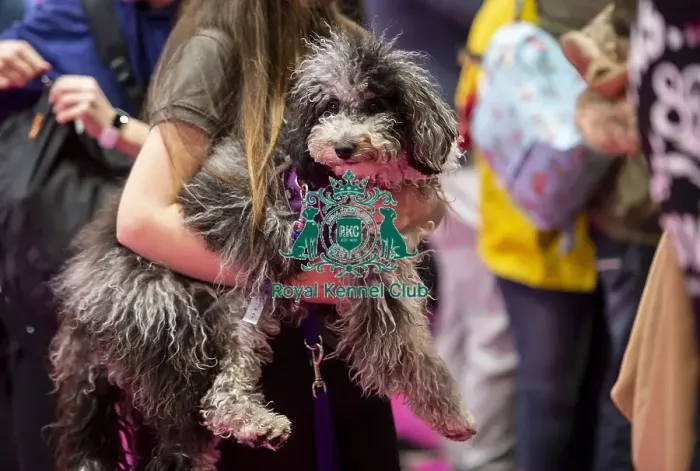 Framed Print : Crufts 2019 - Day Two, NEC, UK - 8 Mar 2019 Framed Print : Crufts 2019 - Day Two, NEC, UK - 8 Mar 2019