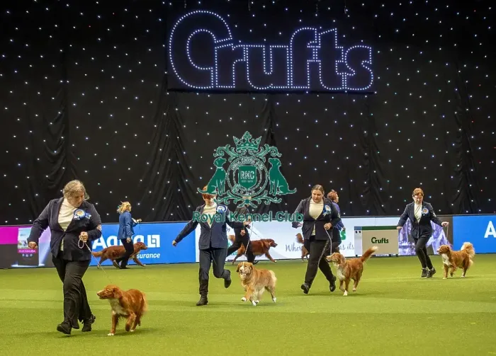 Framed Print : Crufts 2019 - Day Two, NEC, UK - 8 Mar 2019 Framed Print : Crufts 2019 - Day Two, NEC, UK - 8 Mar 2019