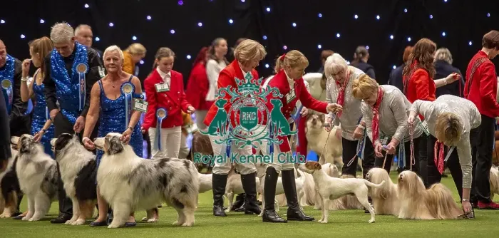 Framed Print : Crufts 2019 - Day Two, NEC, UK - 8 Mar 2019 Framed Print : Crufts 2019 - Day Two, NEC, UK - 8 Mar 2019