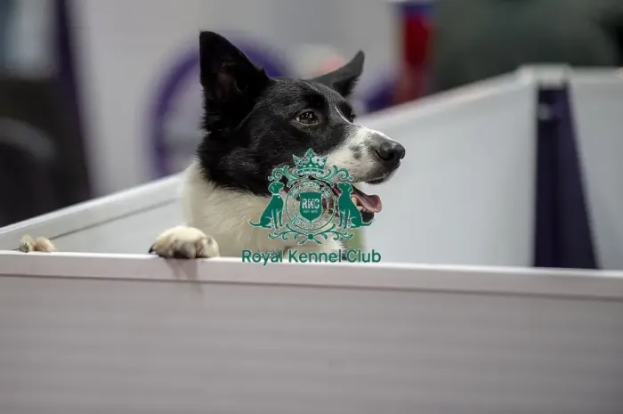 Framed Print : Crufts 2019 - Day Two, NEC, UK - 8 Mar 2019 Framed Print : Crufts 2019 - Day Two, NEC, UK - 8 Mar 2019