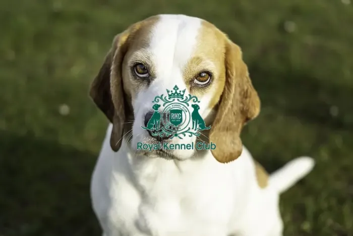 Framed Print : Crufts 2019 - Day Two, NEC, UK - 8 Mar 2019 Framed Print : Crufts 2019 - Day Two, NEC, UK - 8 Mar 2019