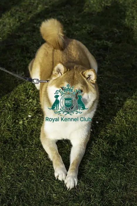 Framed Print : Crufts 2019 - Day Two, NEC, UK - 8 Mar 2019