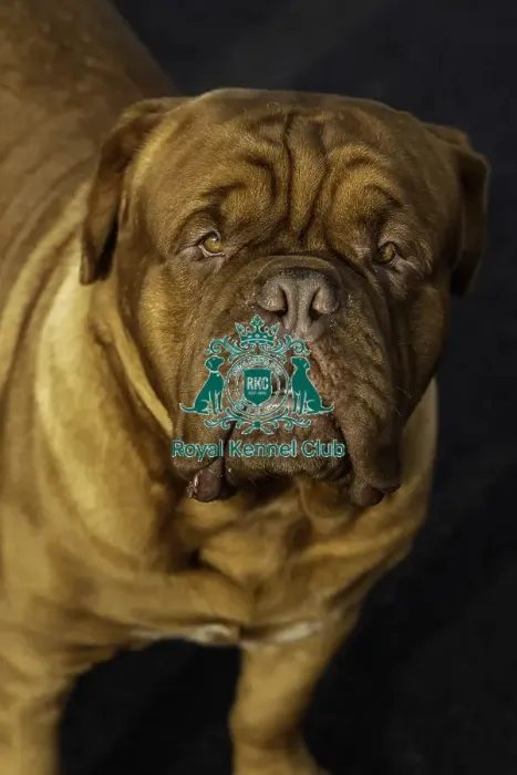 Framed Print : Crufts 2019 - Day Two, NEC, UK - 8 Mar 2019 Framed Print : Crufts 2019 - Day Two, NEC, UK - 8 Mar 2019