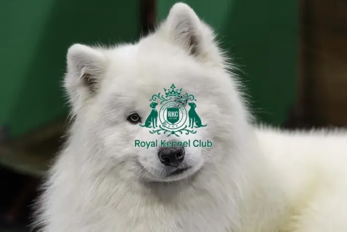 Framed Print : Crufts 2019 - Day Two, NEC, UK - 8 Mar 2019 Framed Print : Crufts 2019 - Day Two, NEC, UK - 8 Mar 2019