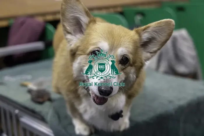 Framed Print : Crufts 2019 - Day Two, NEC, UK - 8 Mar 2019 Framed Print : Crufts 2019 - Day Two, NEC, UK - 8 Mar 2019