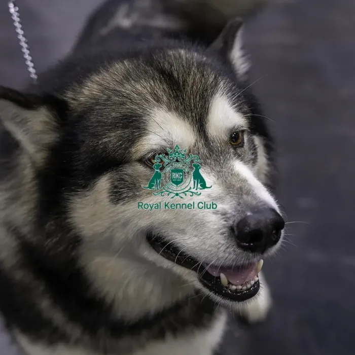 Framed Print : Crufts 2019 - Day Two, NEC, UK - 8 Mar 2019 Framed Print : Crufts 2019 - Day Two, NEC, UK - 8 Mar 2019