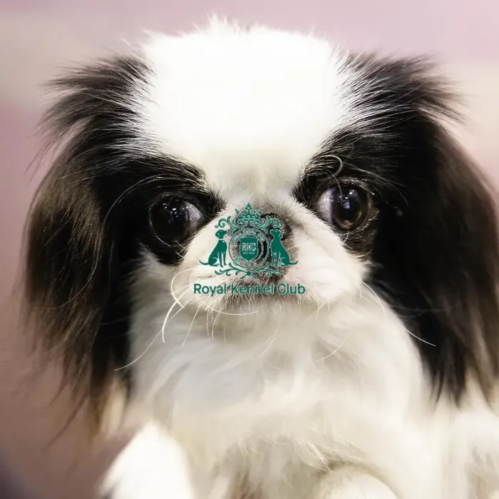 Framed Print : Crufts 2019 - Day Two, NEC, UK - 8 Mar 2019 Framed Print : Crufts 2019 - Day Two, NEC, UK - 8 Mar 2019