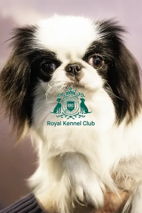 Framed Print : Crufts 2019 - Day Two, NEC, UK - 8 Mar 2019 Framed Print : Crufts 2019 - Day Two, NEC, UK - 8 Mar 2019
