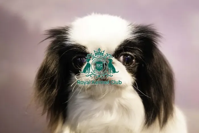 Framed Print : Crufts 2019 - Day Two, NEC, UK - 8 Mar 2019 Framed Print : Crufts 2019 - Day Two, NEC, UK - 8 Mar 2019