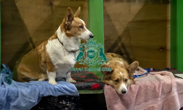 Framed Print : Crufts 2019 - Day Two, NEC, UK - 8 Mar 2019