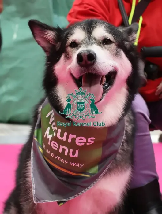 Framed Print : Crufts 2019 - Day Two, NEC, UK - 8 Mar 2019 Framed Print : Crufts 2019 - Day Two, NEC, UK - 8 Mar 2019