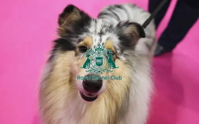 Framed Print : Crufts 2019 - Day Two, NEC, UK - 8 Mar 2019 Framed Print : Crufts 2019 - Day Two, NEC, UK - 8 Mar 2019