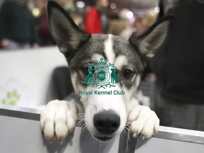 Framed Print : Crufts 2019 - Day Two, NEC, UK - 8 Mar 2019 Framed Print : Crufts 2019 - Day Two, NEC, UK - 8 Mar 2019