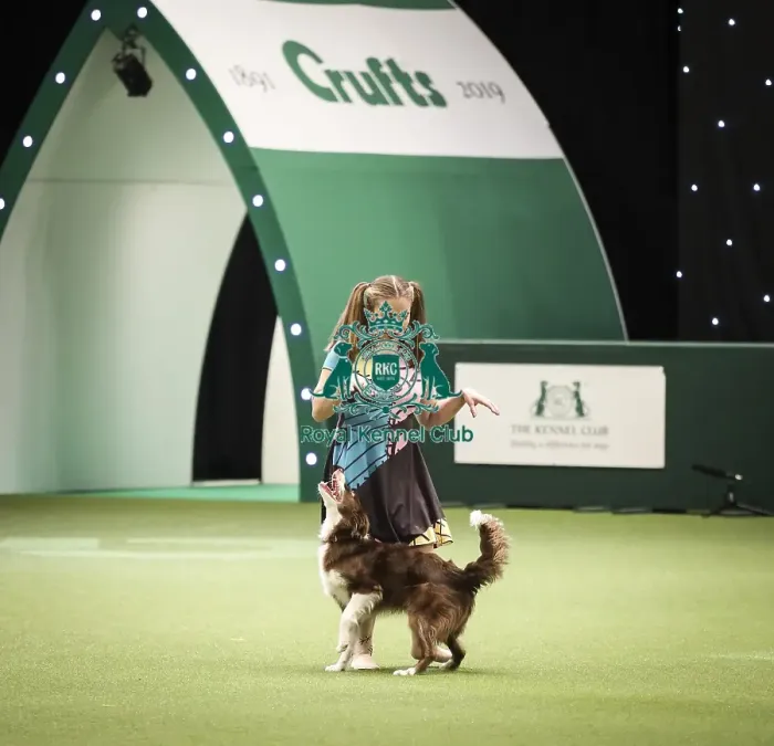 Framed Print : Crufts 2019 - Day Two, NEC, UK - 8 Mar 2019 Framed Print : Crufts 2019 - Day Two, NEC, UK - 8 Mar 2019