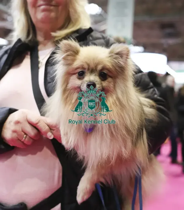 Framed Print : Crufts 2019 - Day Two, NEC, UK - 8 Mar 2019 Framed Print : Crufts 2019 - Day Two, NEC, UK - 8 Mar 2019