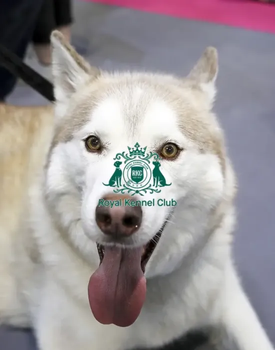 Framed Print : Crufts 2019 - Day Two, NEC, UK - 8 Mar 2019 Framed Print : Crufts 2019 - Day Two, NEC, UK - 8 Mar 2019
