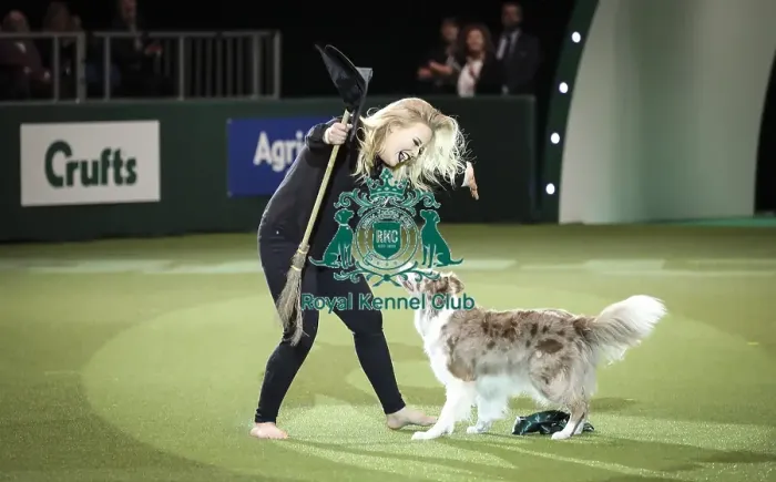 Framed Print : Crufts 2019 - Day Two, NEC, UK - 8 Mar 2019 Framed Print : Crufts 2019 - Day Two, NEC, UK - 8 Mar 2019