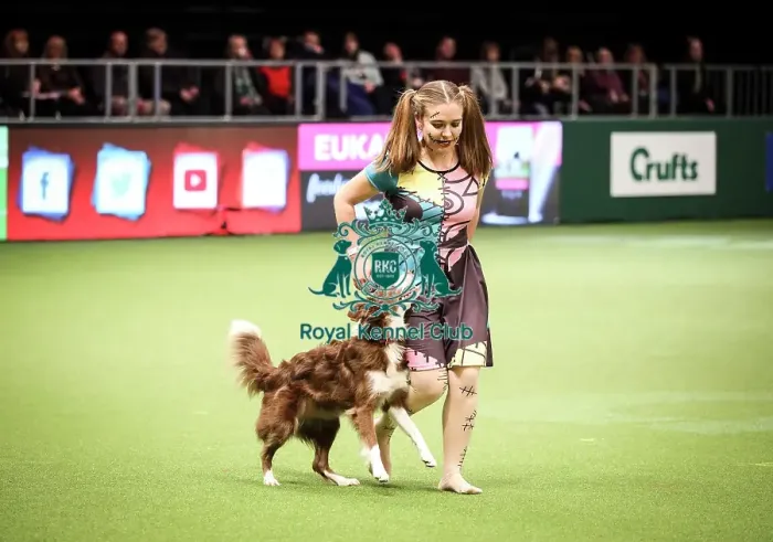 Framed Print : Crufts 2019 - Day Two, NEC, UK - 8 Mar 2019 Framed Print : Crufts 2019 - Day Two, NEC, UK - 8 Mar 2019