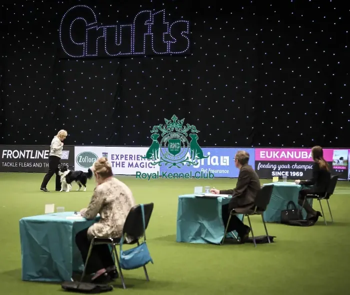 Framed Print : Crufts 2019 - Day Two, NEC, UK - 8 Mar 2019 Framed Print : Crufts 2019 - Day Two, NEC, UK - 8 Mar 2019