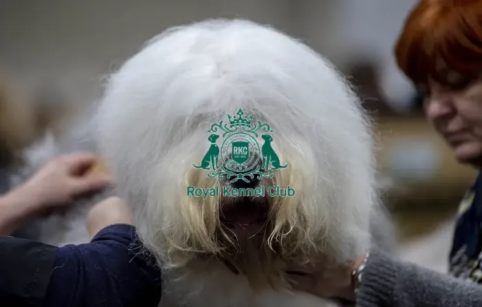 Framed Print : Crufts 2019 - Day Two, NEC, UK - 8 Mar 2019 Framed Print : Crufts 2019 - Day Two, NEC, UK - 8 Mar 2019