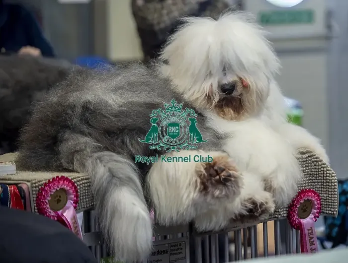 Framed Print : Crufts 2019 - Day Two, NEC, UK - 8 Mar 2019