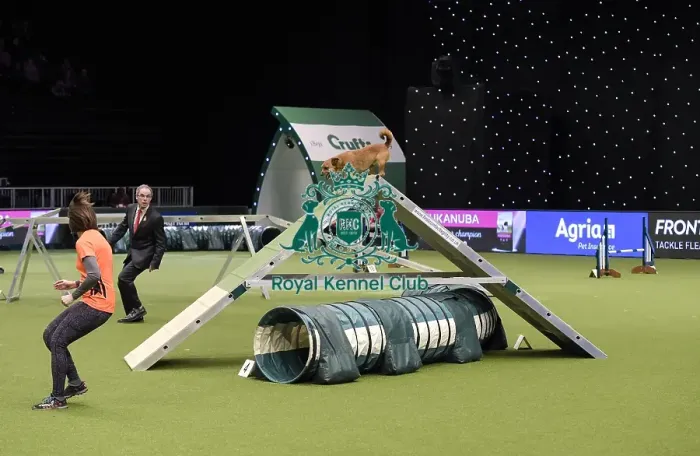 Framed Print : Crufts 2019 - Day Two, NEC, UK - 8 Mar 2019 Framed Print : Crufts 2019 - Day Two, NEC, UK - 8 Mar 2019
