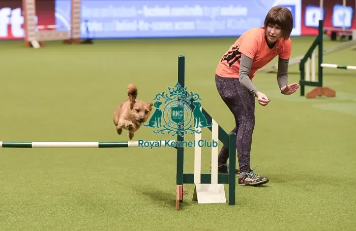 Framed Print : Crufts 2019 - Day Two, NEC, UK - 8 Mar 2019 Framed Print : Crufts 2019 - Day Two, NEC, UK - 8 Mar 2019