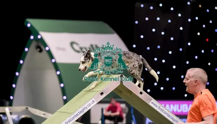 Framed Print : Crufts 2019 - Day Two, NEC, UK - 8 Mar 2019 Framed Print : Crufts 2019 - Day Two, NEC, UK - 8 Mar 2019