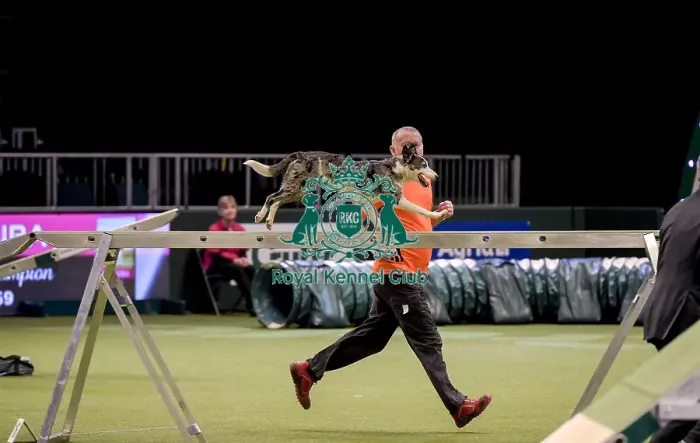 Framed Print : Crufts 2019 - Day Two, NEC, UK - 8 Mar 2019 Framed Print : Crufts 2019 - Day Two, NEC, UK - 8 Mar 2019