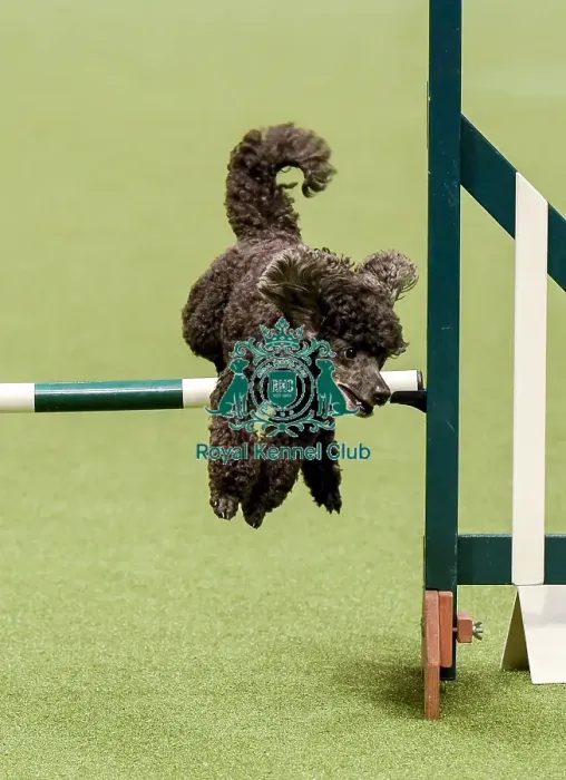 Framed Print : Crufts 2019 - Day Two, NEC, UK - 8 Mar 2019 Framed Print : Crufts 2019 - Day Two, NEC, UK - 8 Mar 2019