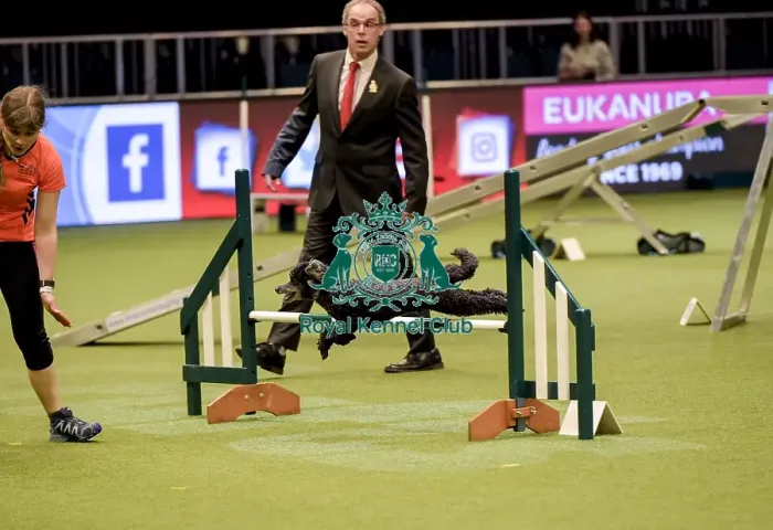Framed Print : Crufts 2019 - Day Two, NEC, UK - 8 Mar 2019 Framed Print : Crufts 2019 - Day Two, NEC, UK - 8 Mar 2019