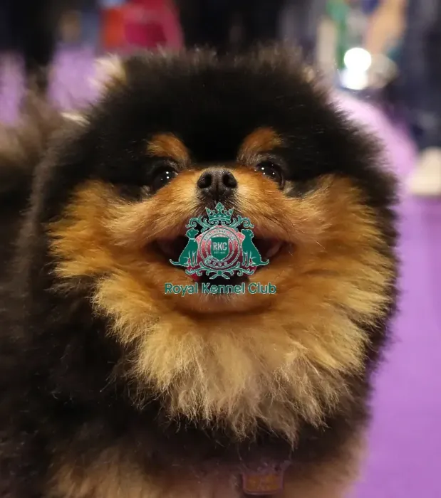 Framed Print : Crufts 2019 - Day Two, NEC, UK - 8 Mar 2019