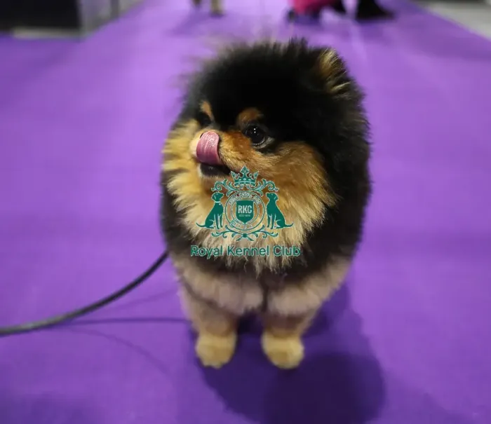 Framed Print : Crufts 2019 - Day Two, NEC, UK - 8 Mar 2019 Framed Print : Crufts 2019 - Day Two, NEC, UK - 8 Mar 2019