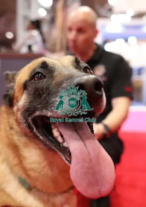 Framed Print : Crufts 2019 - Day Two, NEC, UK - 8 Mar 2019