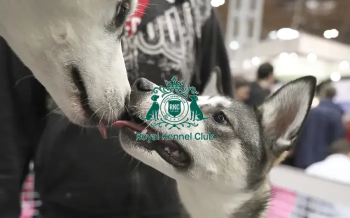 Framed Print : Crufts 2019 - Day Two, NEC, UK - 8 Mar 2019