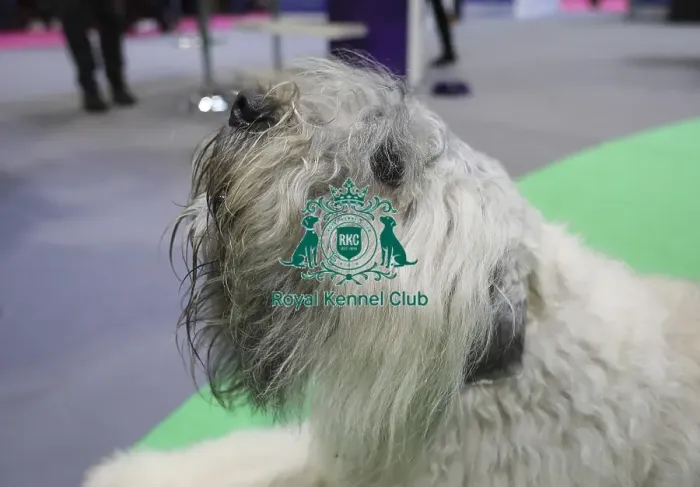 Framed Print : Crufts 2019 - Day Two, NEC, UK - 8 Mar 2019 Framed Print : Crufts 2019 - Day Two, NEC, UK - 8 Mar 2019