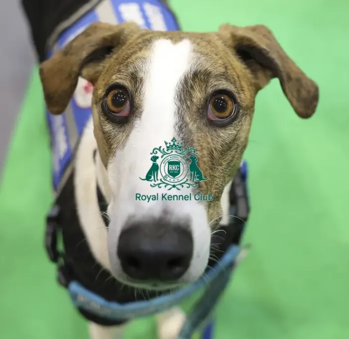 Framed Print : Crufts 2019 - Day Two, NEC, UK - 8 Mar 2019 Framed Print : Crufts 2019 - Day Two, NEC, UK - 8 Mar 2019