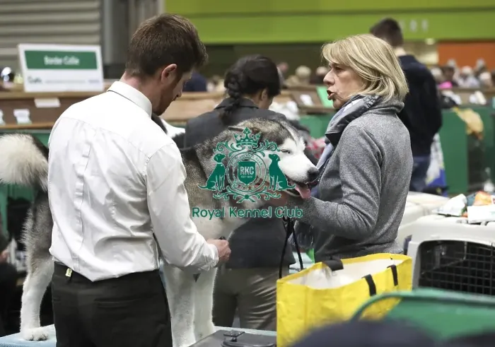 Framed Print : Crufts 2019 - Day Two, NEC, UK - 8 Mar 2019 Framed Print : Crufts 2019 - Day Two, NEC, UK - 8 Mar 2019