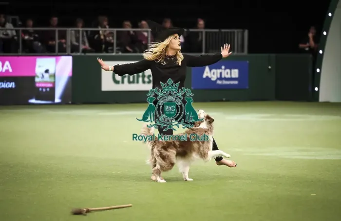 Framed Print : Crufts 2019 - Day Two, NEC, UK - 8 Mar 2019 Framed Print : Crufts 2019 - Day Two, NEC, UK - 8 Mar 2019