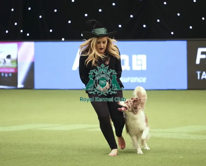 Framed Print : Crufts 2019 - Day Two, NEC, UK - 8 Mar 2019 Framed Print : Crufts 2019 - Day Two, NEC, UK - 8 Mar 2019