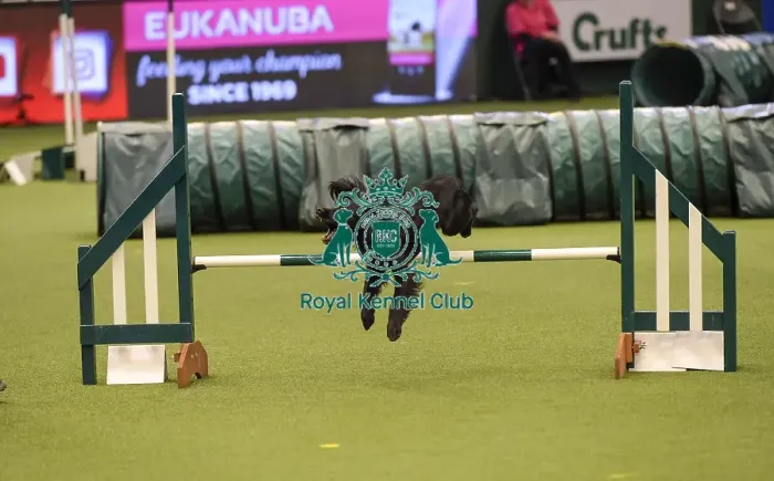 Framed Print : Crufts 2019 - Day Two, NEC, UK - 8 Mar 2019 Framed Print : Crufts 2019 - Day Two, NEC, UK - 8 Mar 2019