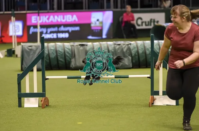Framed Print : Crufts 2019 - Day Two, NEC, UK - 8 Mar 2019 Framed Print : Crufts 2019 - Day Two, NEC, UK - 8 Mar 2019