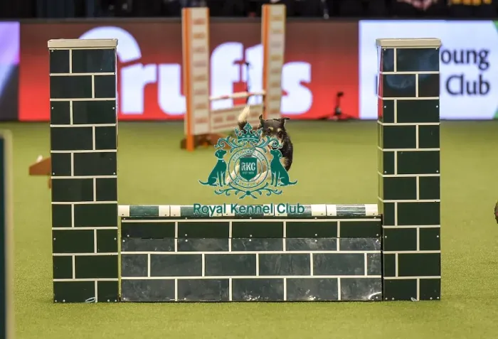 Framed Print : Crufts 2019 - Day Two, NEC, UK - 8 Mar 2019 Framed Print : Crufts 2019 - Day Two, NEC, UK - 8 Mar 2019