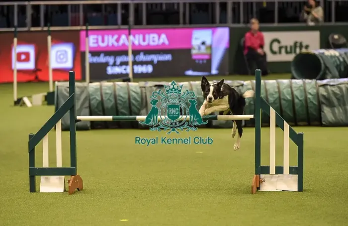 Framed Print : Crufts 2019 - Day Two, NEC, UK - 8 Mar 2019 Framed Print : Crufts 2019 - Day Two, NEC, UK - 8 Mar 2019