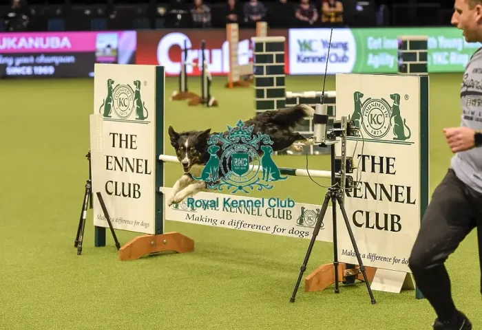 Framed Print : Crufts 2019 - Day Two, NEC, UK - 8 Mar 2019