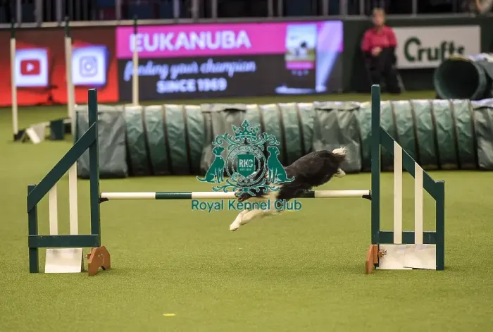 Framed Print : Crufts 2019 - Day Two, NEC, UK - 8 Mar 2019 Framed Print : Crufts 2019 - Day Two, NEC, UK - 8 Mar 2019