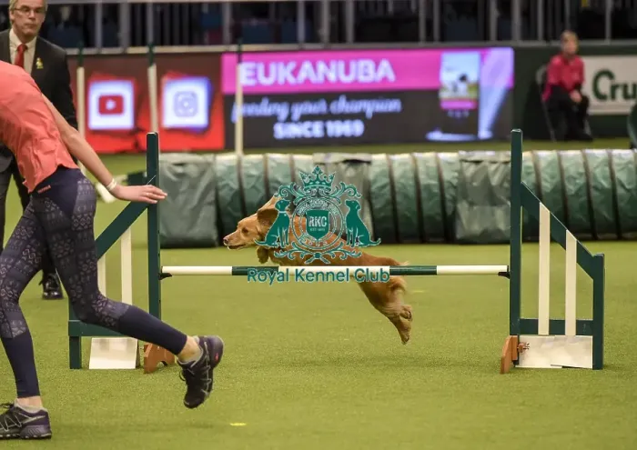 Framed Print : Crufts 2019 - Day Two, NEC, UK - 8 Mar 2019